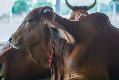 Close-up of horse