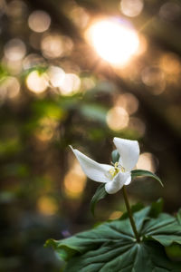 Close-up of flower blooming on tree