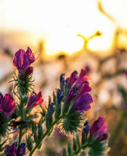 Close-up of flowers against sky