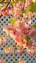 Close-up of pink cherry blossoms growing on branch