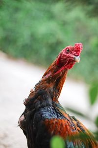 Close-up of a bird