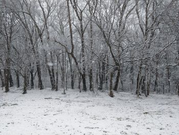 Bare trees in forest during winter