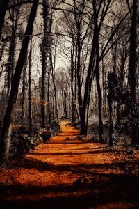 Footpath amidst trees in forest