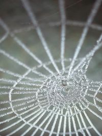 Close-up of spider on web