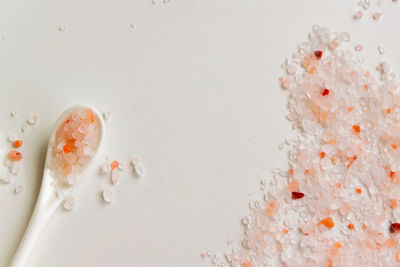 High angle view of fish on water