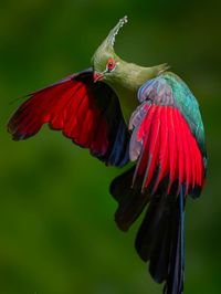 Close-up of bird