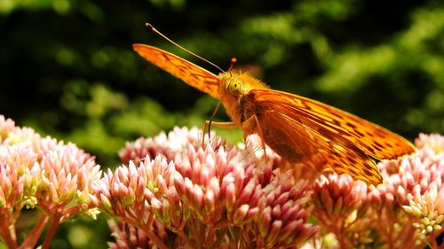 Close-up of insect on flower