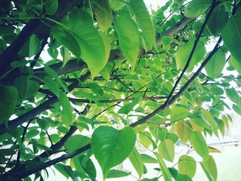 Plants growing on tree