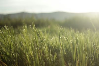 Close-up of wheat growing on field