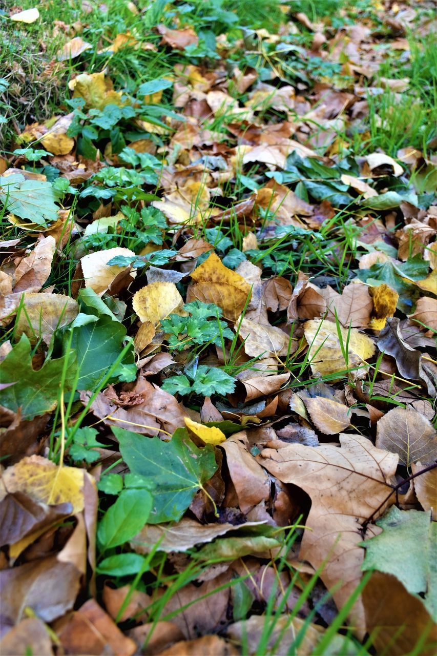 HIGH ANGLE VIEW OF DRY LEAVES ON FIELD DURING AUTUMN