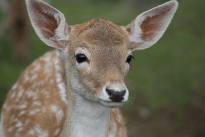 Close-up portrait of deer