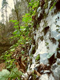 Close-up of tree