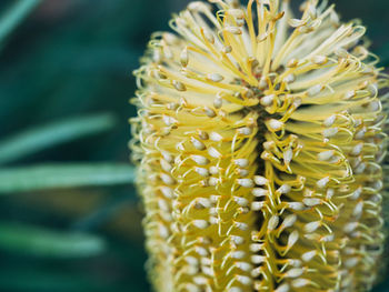 Close-up of yellow flower