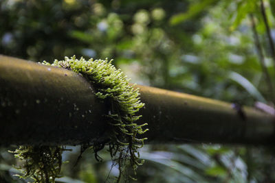 Close-up of lizard on tree