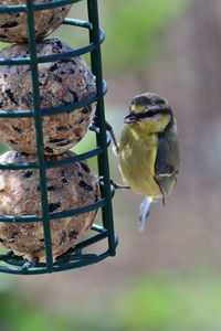 Close-up of bird perching on a feeder