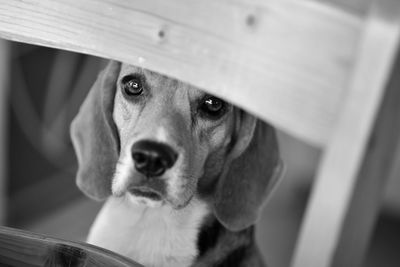 Close-up portrait of dog