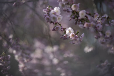 Close-up of pink cherry blossoms