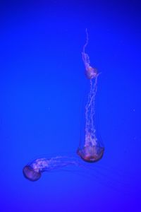 Close-up of jellyfish in sea