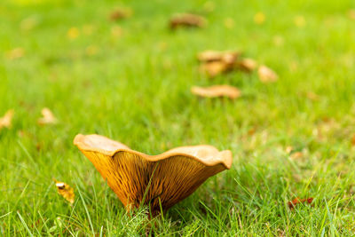 Close-up of mushroom on field