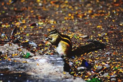 Close-up of bird eating