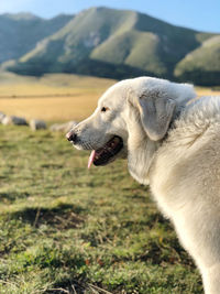 Sheepdog of abruzzo 