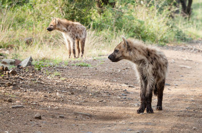 Hyenas standing at zoo