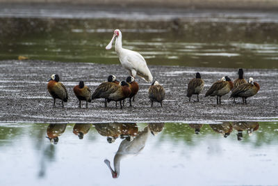 Flock of birds at lakeshore