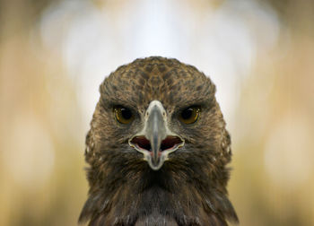 Close-up portrait of bird