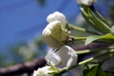 Close-up of white flower on plant