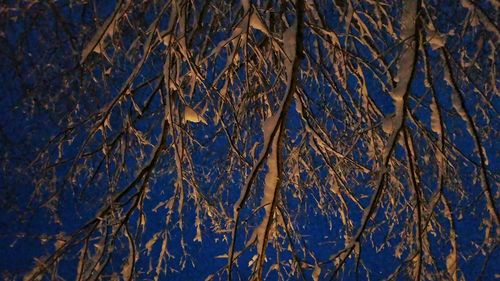 Low angle view of bare trees