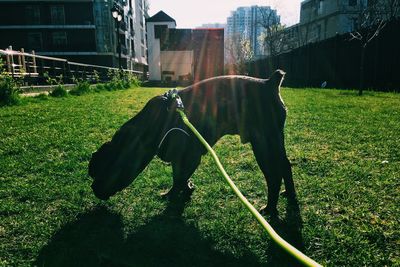 Horse standing in a field