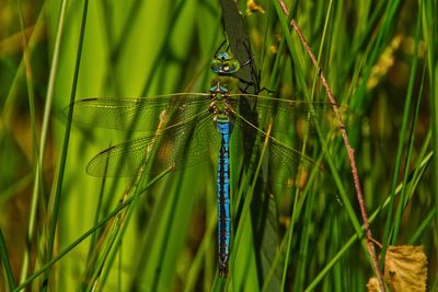 Close-up of dragonfly on grass