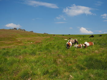 Horses in a field