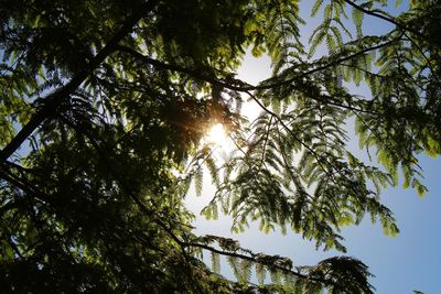 Low angle view of sunlight streaming through trees in forest