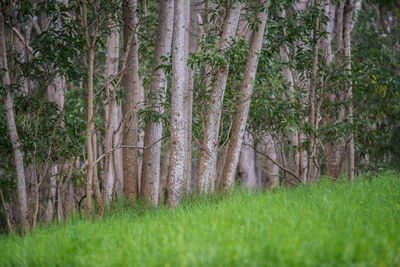 Trees in forest