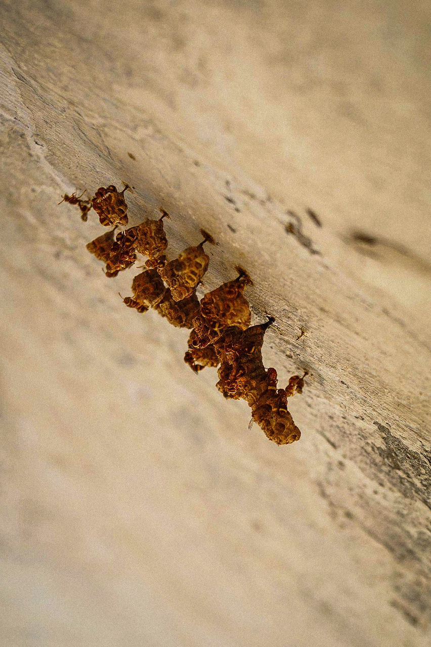 nature, sunlight, ant, animal themes, sand, close-up, no people, outdoors, beauty in nature, paw print, day