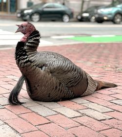 Close-up of a bird on footpath