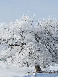 Close-up of frozen tree against sky