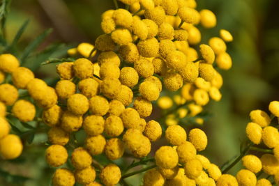 Close-up of grapes growing on plant