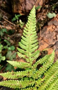 Close-up of fern leaf on field