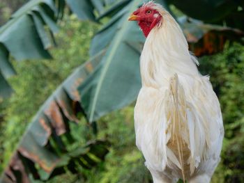 Close-up of rooster