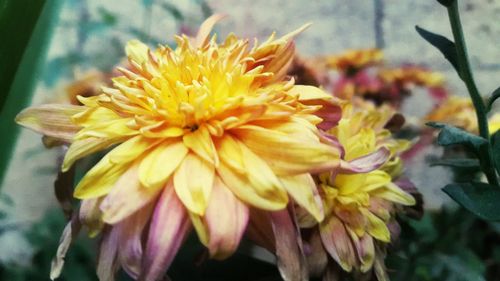 Close-up of yellow flowers blooming outdoors