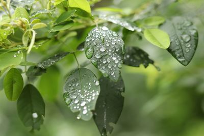 Close-up of raindrops on leaves