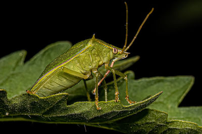 Close-up of grasshopper on plant