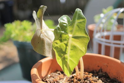 Close-up of potted plant leaves on field