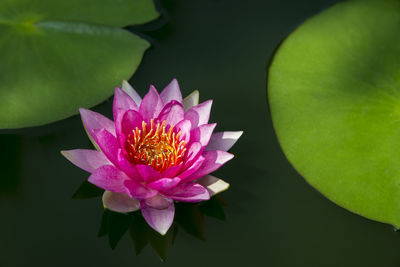 Close-up of lotus water lily in pond