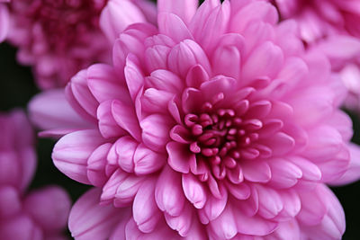 Close-up of pink dahlia