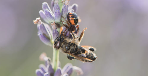 Close-up of bee pollinating on lavender