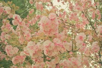 Pink flowers on tree