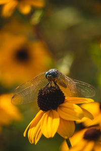 Close-up of dragonfly on yellow flower